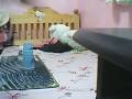 sidney-speed stacking