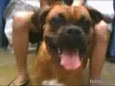 おもしろ犬動画