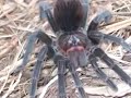 The \"Santo Domingo Goliath Tarantula\" Pamphobeteus sp.