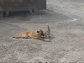 Love in Iraq