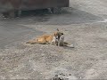 Love in iraq