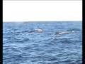 Humpback whales singing off Galley Head County Cork
