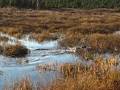 videos de Lucy at Connors Bog.AVI