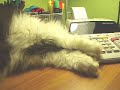 One passed out puddy tat! One passed out puddy tat!