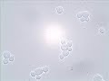 Budding and Shmooing - Yeast Reproduction