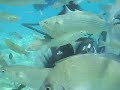 Scuba Diving in Turkey