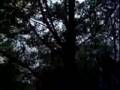 POPCORN MAN CLIMBS A TREE!