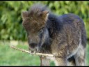 Rory & Millie Labrador & Shetland Pony Rory & Millie Labrador & Shetland Pony