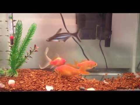 how to get rid algae in fish tank