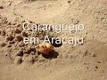 Caranguejo em Aracaju