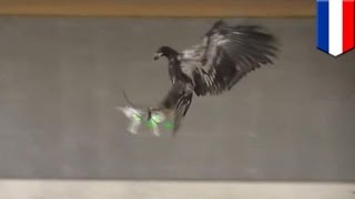 A drone's new enemy?