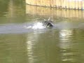 Bank Cormorant Bank Cormorant