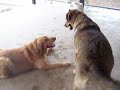 Parker and Sable--Playing!