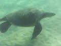 Green Sea Turtles from Kehei