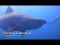 Afrique du Sud net-Vidéo HD.mov Afrique du Sud net-Vidéo HD.mov