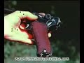 Luger pistol