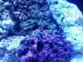 videos de 24 Gallon Nano Cube