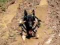Mucky Pup...