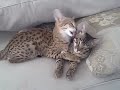 F1, F4 and F5 Savannah Cat Threesome Spotted Love