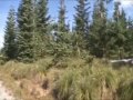 Here at ZMA Productions our mission is to share our passion of Western Oregon archery hunting. Follow us on our journey through the rugged forests of Western Oregon as we pursue Roosevelt Elk and Blacktail Deer. Enjoy this Trailer of our movie 
