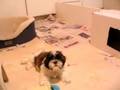 Shih Tzu video