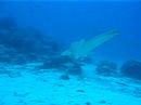 requin leopard requin leopard
