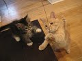 Minou and Milo
