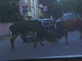 Bullfight In the Middle of the Street, Lucknow, India