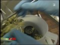 Profi-Pflanzer im Visier der Fahnder (FocusTV) Part1