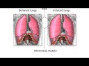 Lung cancer develops when smoking, air pollutants and free radical formation damages sensitive lung tissue, causing the cellular DNA to restructure and malfunction. Avoid lung cancer by quitting smoking with information from a doctor in this free video on cancer. Expert: Dr. David Cathcart Bio: Dr. David Cathcart specializes in occupational medicine and has an in-depth knowledge of cancer, as well as experience dealing with cancer patients and treatment for multiple years. Filmmaker: Johnny Cathcart