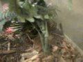 Upclose with the TRANTULA!!