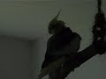4 cockatiels taking a shower part 1 4 cockatiels taking a shower part 1