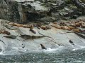 Carlos E. Rio's: Sea Lions playing at edge of rookery