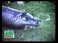 Snake vomits hippo