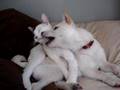 Kitty bathing Shiba Puppy