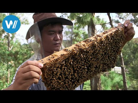 Die Honigsammler von Yunnan (360° - GEO Reportage)