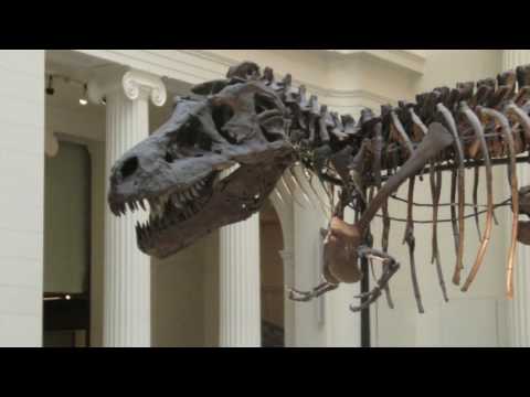 tiranosaurio