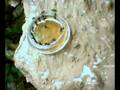 videos de Polyrhachis dives eating timelapse zeitraffer ant ameise 2
