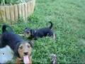 Airedale Terrier video