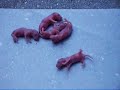 tiny little mice