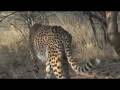 Cheetahs in Namibia