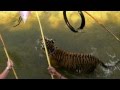 Playing with Tigers in water at Tiger Temple, Thailand トラと水たまりでたわむれる