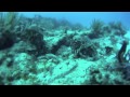Antigua Scuba Diving - YouTube