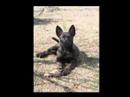 Malinois - Like A Hurricane Chayym Chaviv Photo Show