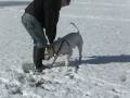 videos de American Bulldog knocks over Ryan Funny!!!