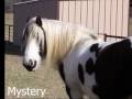 Gypsy Horses of High Valley Ranch Gypsy Horses of High Valley Ranch