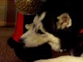 Zee, The Yuppy Puppy Gumball Machine Zee, The Yuppy Puppy Gumball Machine