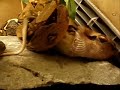 BOA CONSTRICTOR HANDFEEDING BOA CONSTRICTOR HANDFEEDING