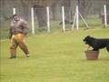 bouvier-des-flandres
