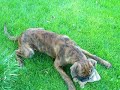 Brasso im Garten